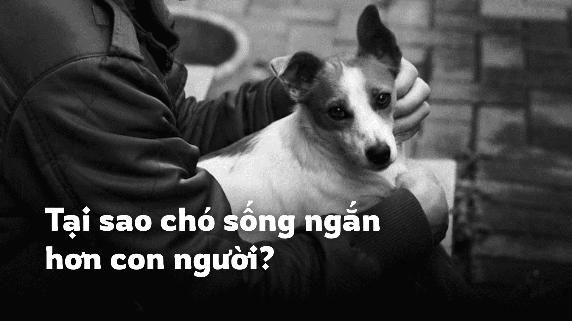 Tại sao chó sống ngắn hơn con người?